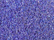 Бисер 450 грамм РУБКА 168 4820000000709 фото